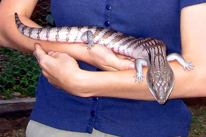 FNQ