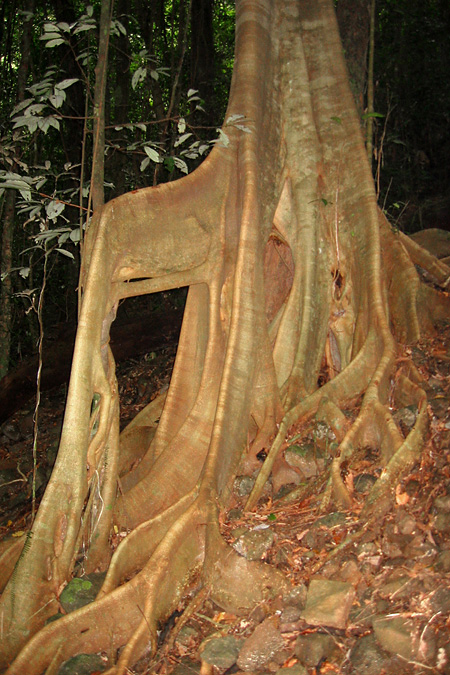 FNQ