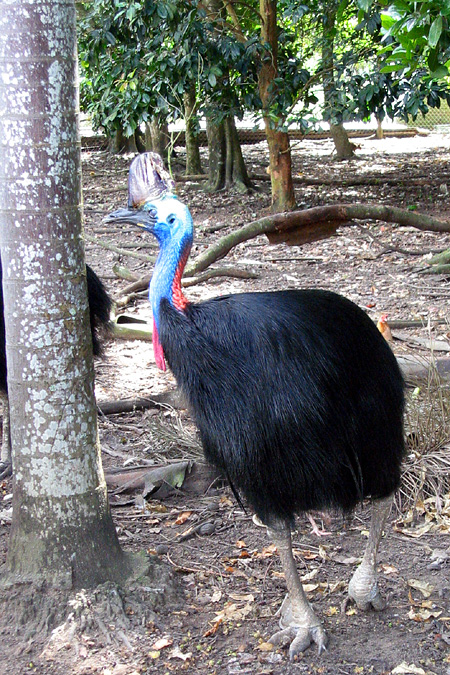 FNQ