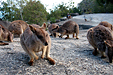 FNQ