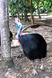 FNQ