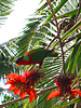 FIJI