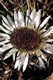 Silberdistel