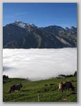 fog