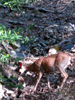 Wald
