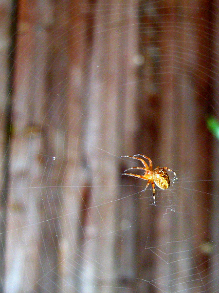 Spinne