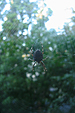 spider