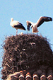 storch